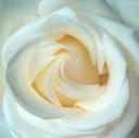 rosewebsite.JPG