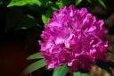 2014-05-14-rhododendron1.jpg